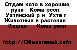 Отдам кота в хорошие руки - Коми респ., Ухтинский р-н, Ухта г. Животные и растения » Кошки   . Коми респ.